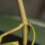 Ruehssia rubrofusca Lubje