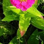 Zinnia elegans Ліст