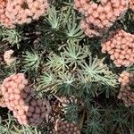 Eriogonum arborescens Folha