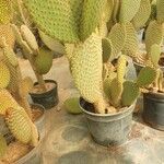 Opuntia microdasysЛіст