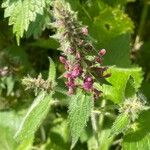 Stachys sylvatica Hoja