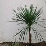 Cordyline indivisa পাতা