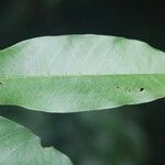 Annona exsucca Leaf