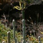 Ceropegia dichotoma Habit