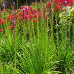 Liatris pycnostachya Hábito