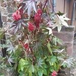 Ricinus communis花