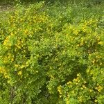 Caragana frutex Alkat (teljes növény)