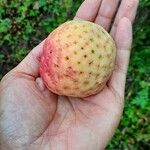 Cornus capitata Fruit