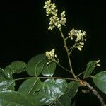 Vantanea parviflora Deilen