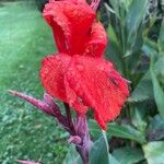 Canna × hybridaBlodyn