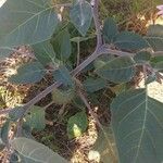 Datura discolor Ліст