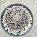 Mammillaria decipiens Foglia