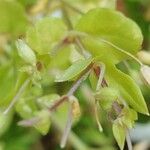 Stellaria apetala Blad