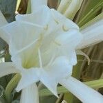 Pancratium maritimum Flower