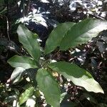 Schefflera decaphylla Лист