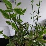 Euphorbia tithymaloides Liść