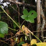 Rubus imbricatus ഇല