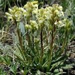 Pedicularis parryi Habitat