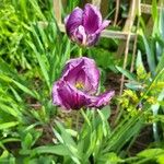 Tulipa lortetii പുഷ്പം