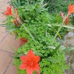 Cyrtanthus elatus Flower