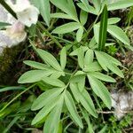 Corydalis blanda Leaf