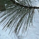 Pinus jeffreyi Leaf