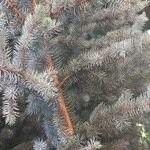 Picea pungensFulla