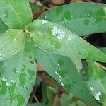 Persicaria odorata Blad