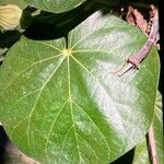 Hibiscus tiliaceus ᱥᱟᱠᱟᱢ