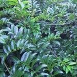 Callerya australis Hoja