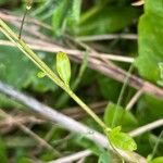 Polygala amara Leaf