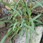 Penstemon secundiflorus Habit