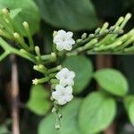 Heliotropium glabrum Flower