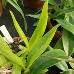 Brassia verrucosa Levél