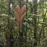 Chamaedorea deckeriana Leaf