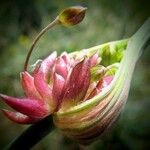 Allium oleraceum Цвят