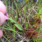 Arethusa bulbosa Elinympäristö