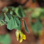 Medicago truncatula Цветок