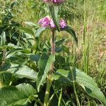 Phlomis herba-venti Kwiat