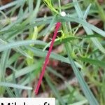 Campanula carnica Leaf