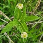 Lippia kituiensis Blomma