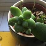 Sedum hernandezii Foglia