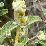 Phlomis lanata 叶