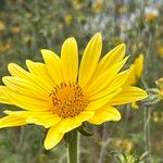 Tithonia tubaeformis Blüte