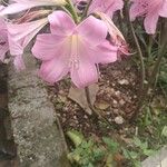 Amaryllis belladonna Bloem