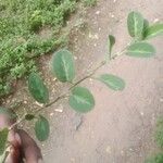 Alysicarpus vaginalis Leaf