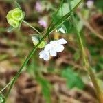 Omphalodes linifolia Květ