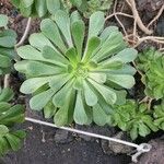 Aeonium arboreum Blatt