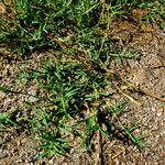 Cynodon dactylon Habit