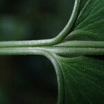 Asplenium hemitomum